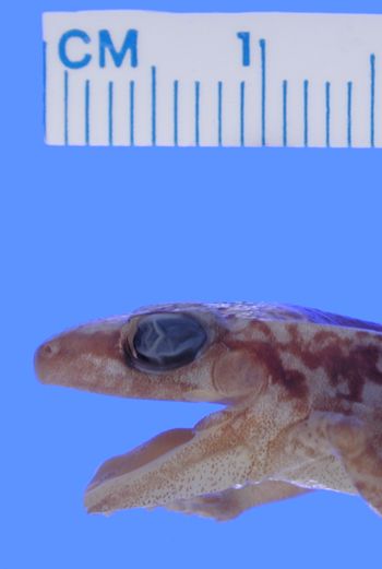 Media type: image; Herpetology A-43197